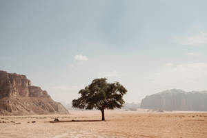 Desert Tree Hd Landscape Desktop Wallpaper