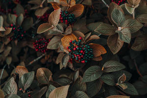 Desktop 4k Berries Photography Wallpaper