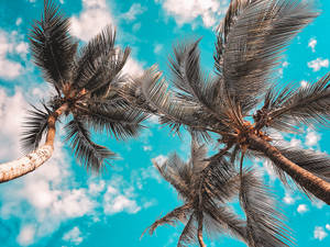 Desktop 4k Coconut Palms Wallpaper