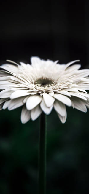 Details Of A White Flower Iphone Wallpaper