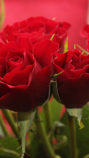 Details Of Red Rose Aesthetic Wallpaper