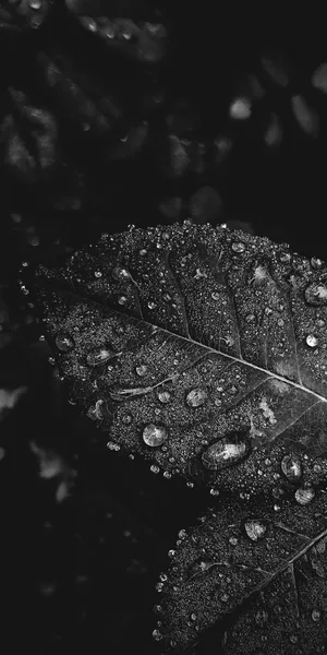 Dew Drops On Leaves Black White Iphone Wallpaper