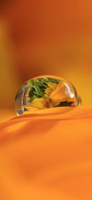 Dewdrop On Orange Petal Wallpaper