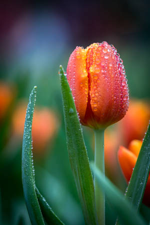 Dewy Orange Red Tulip Wallpaper