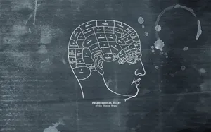Different Parts Of Cerebral Cortex Wallpaper
