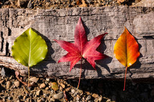 Different Rustic Fall Leaves Wallpaper