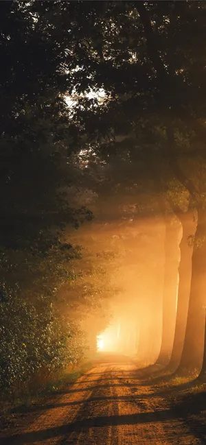 Dirt Road Natural Background Wallpaper