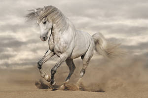 Dirty White Running Horse Wallpaper