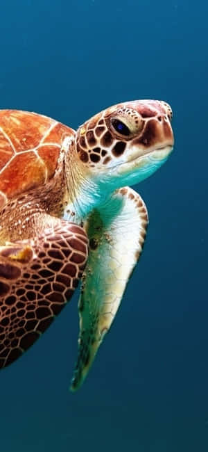 Discover A New Underwater World With The Turtle Iphone Hd Wallpaper