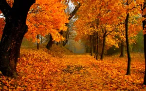 Discover The Magic Of Autumn Foliage Wallpaper
