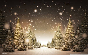 Discover The Magical Christmas Forest Wallpaper