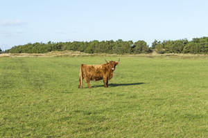 Distant Highland Ox Wallpaper