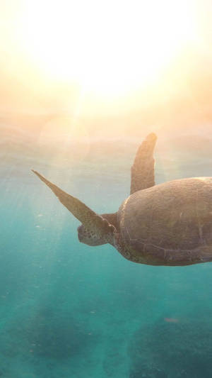 Dive Into A Magical Underwater World With This Exciting Sea Turtle Iphone Wall Paper. Wallpaper