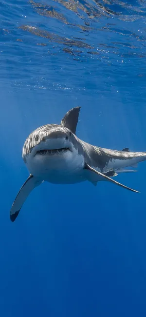 Dive Into Shark Iphone's Power Wallpaper