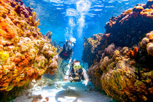 Diving In Jamaica Wallpaper