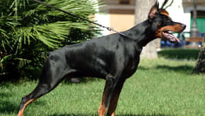 Doberman Angry Wallpaper