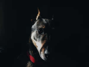 Doberman Dark Wallpaper