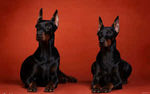 Doberman Dark Wallpaper