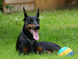 Doberman Happy Wallpaper