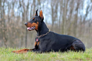 Doberman Pinscher - Doberman Pinscher Breeder Wallpaper