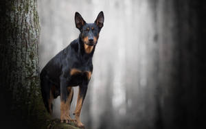 Doberman Pinscher On Dark Forest Wallpaper