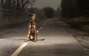 Doberman Street Wallpaper