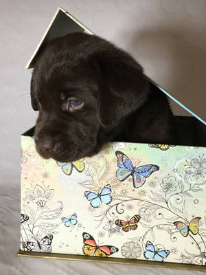 Dog On Cute Butterfly Box Wallpaper