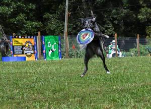 Dog Park Frisbee Wallpaper