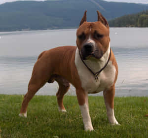 Dog Pitbull Lake View Wallpaper