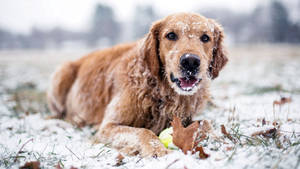 Dog Playing During Winter Wallpaper