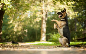 Dog Standing In Park Wallpaper