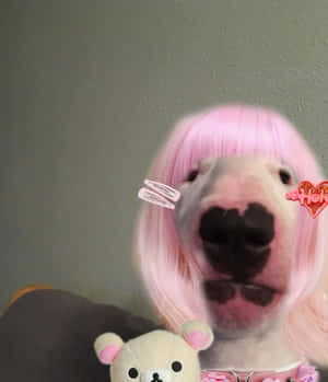 Dog Wearing Wig Weird Pfp Wallpaper
