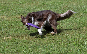 Dog With Blue Frisbee Wallpaper