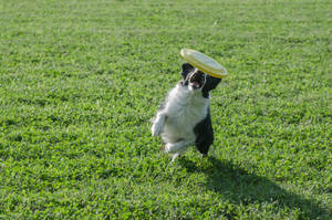 Dog With Green Frisbee Wallpaper