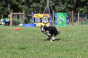 Dog With Red Frisbee Wallpaper