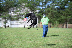 Dog With Usa Flag Frisbee Wallpaper