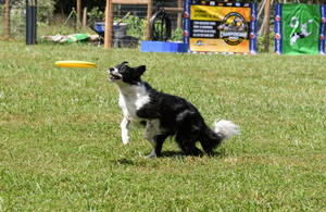 Dog With Yellow Frisbee Wallpaper