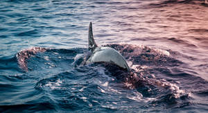 Dolphin Fin Above Water Wallpaper