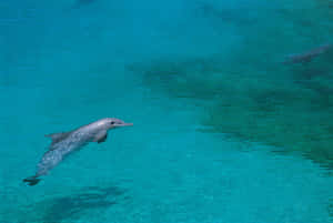 Dolphin On Shallow Water Wallpaper