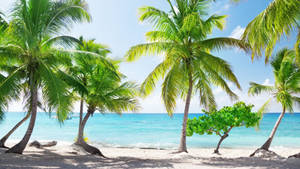 Dominica Beach View Wallpaper