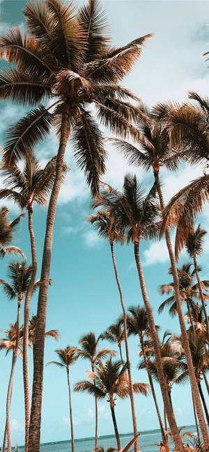 Dominica Coconut Trees Wallpaper