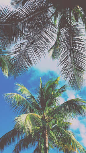 Dope Tumbler Palm Trees In The Sky Wallpaper