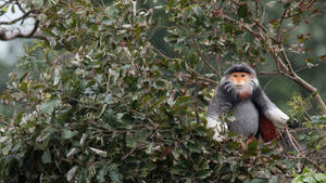 Douc Langur Monkey Wallpaper