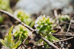 Download Mountain Flowers #2 Free Stock Photo Wallpaper