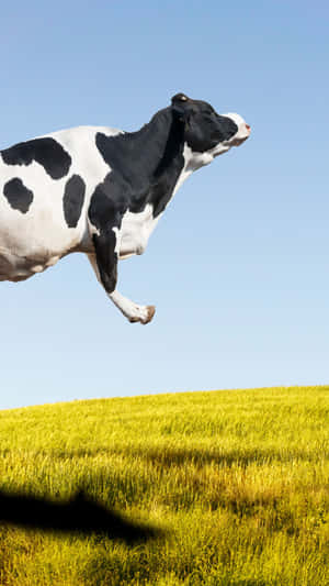 Download Our Newest Cow Themed Iphone Wallpapers! Wallpaper