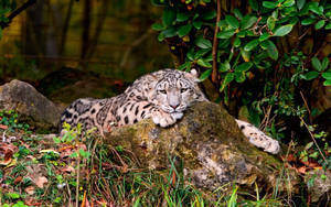 Dozy White Leopard Hd Wallpaper