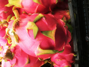 Dragonfruit Pink Skin Spikes Close Up Photography Wallpaper