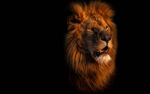 Dramatic Lion Laptop Wallpaper