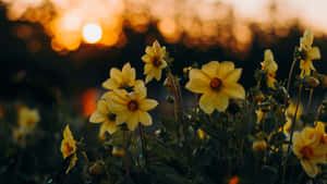 Dramatic Sunset In Yellow Aesthetic Flower Desktop Wallpaper