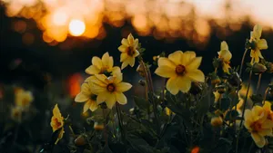Dramatic Sunset In Yellow Aesthetic Flower Desktop Wallpaper